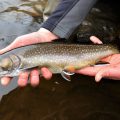 Daniel Webster’s Trout: Preserving and Restoring the Nation’s Fabled Sea-Run Brook Trout