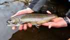 Daniel Webster’s Trout: Preserving and Restoring the Nation’s Fabled Sea-Run Brook Trout