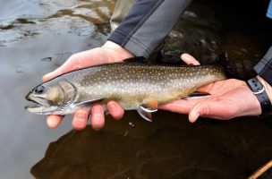 Daniel Webster’s Trout: Preserving and Restoring the Nation’s Fabled Sea-Run Brook Trout