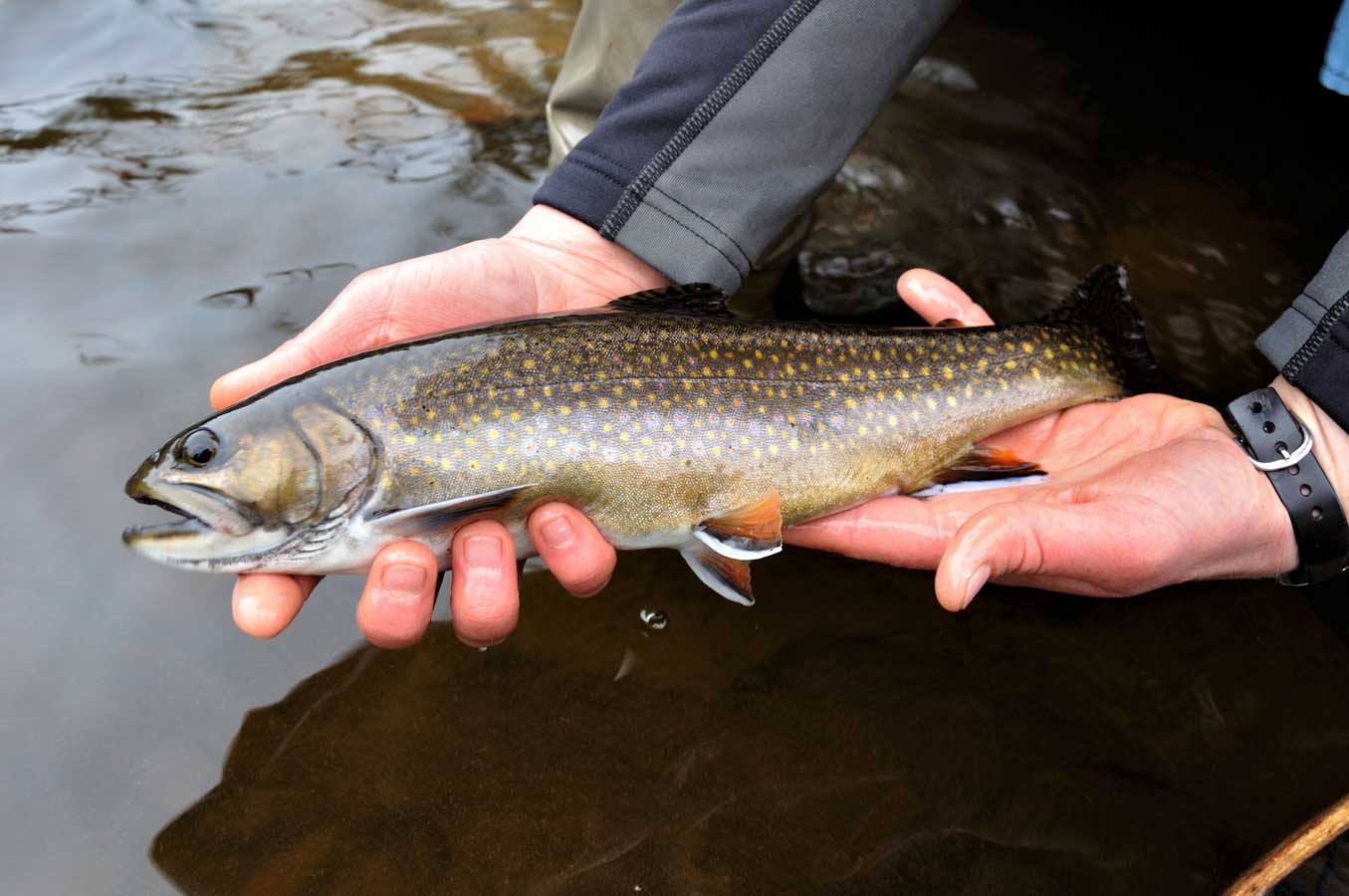 Daniel Webster’s Trout Preserving and Restoring the Nation’s Fabled