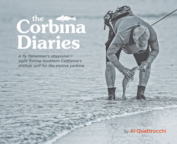 Fly Fishing for Corbina