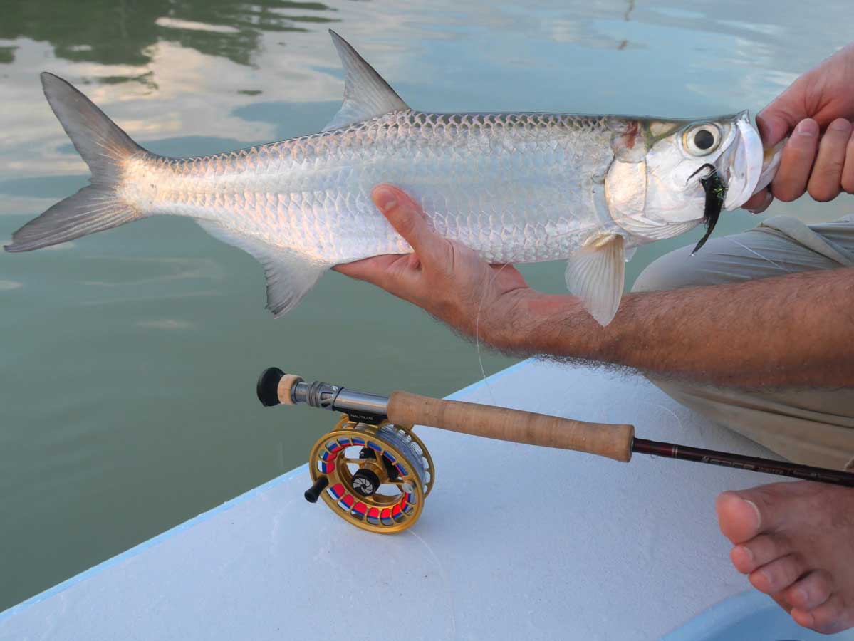 Fly Fishing for Baby Tarpon