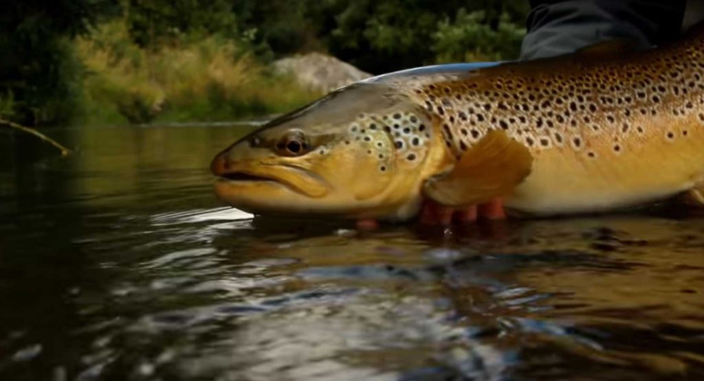 Fly Fishing Brown Trout