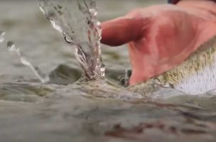 Dry Fly Fishing During a Mayfly Hatch