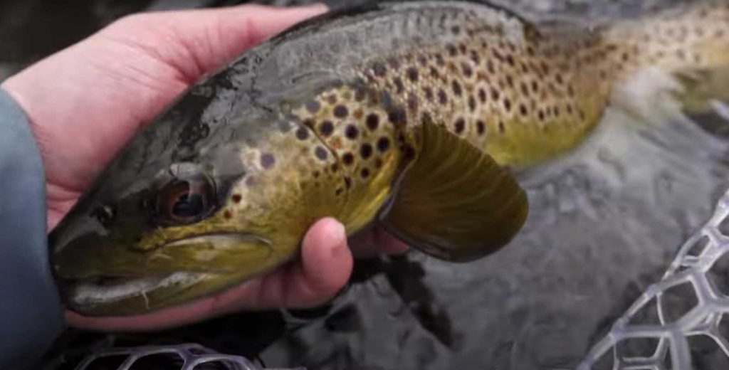 best fly fishing spots in new jersey