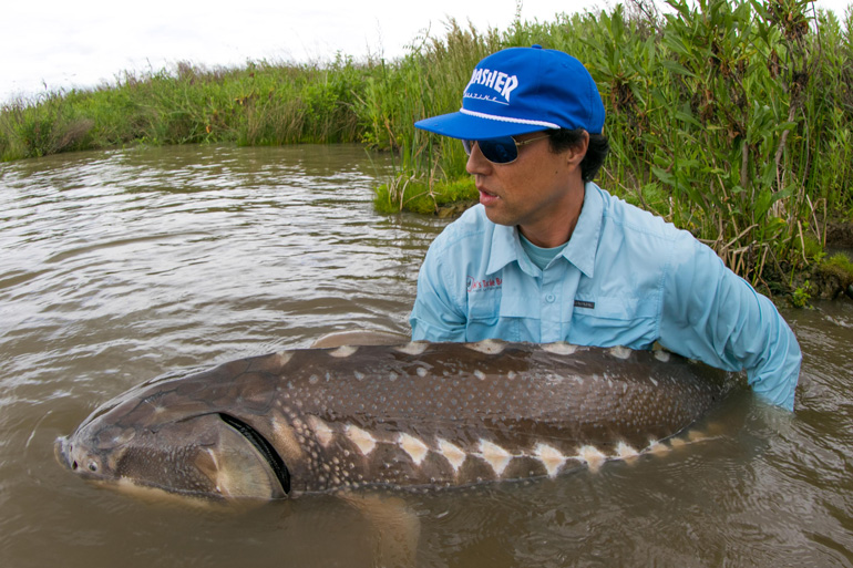 giant native fish