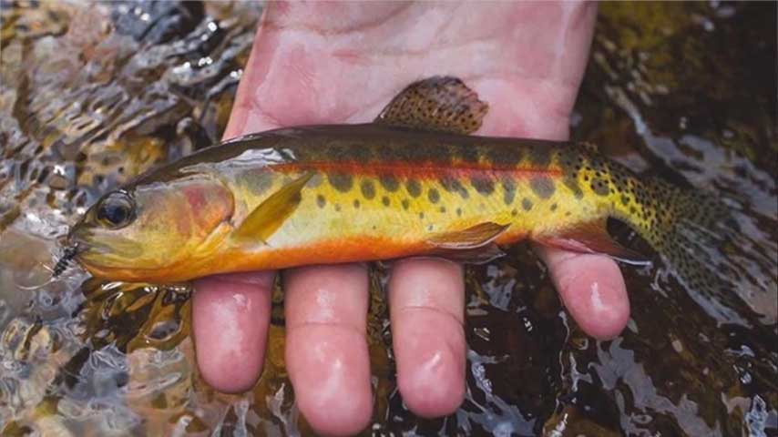 golden trout