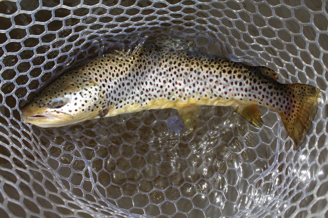 brown trout