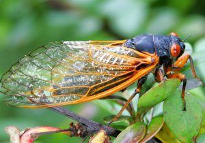 Tips for Brood X Cicadas | MidCurrent