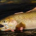 Wyoming Adds 7 New Ultimate Anglers