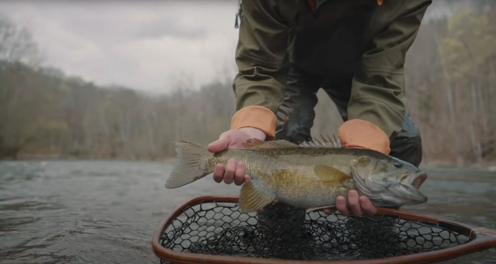 Fly Fishing for Smallmouth