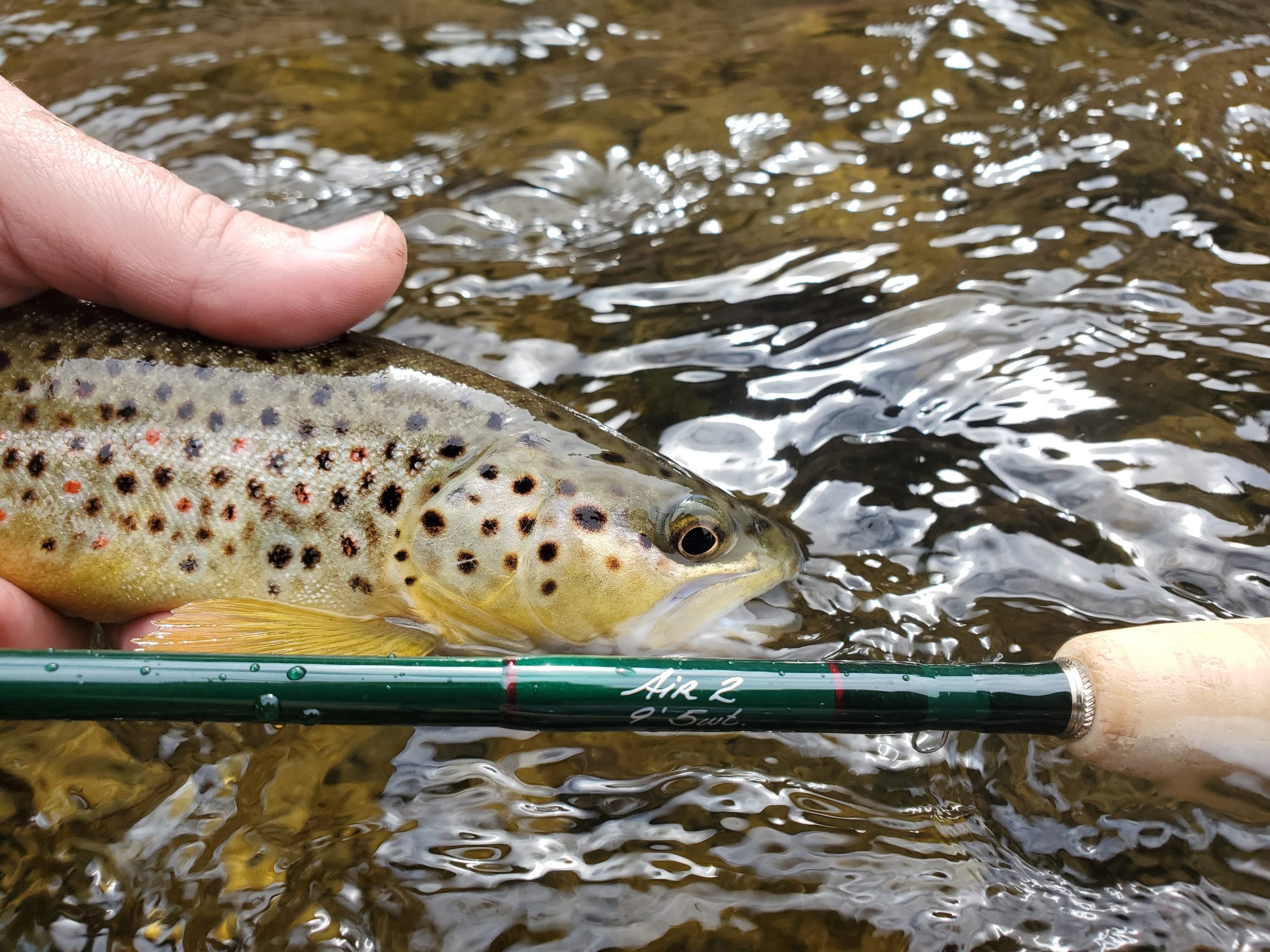 TEST: Sage Trout LL 