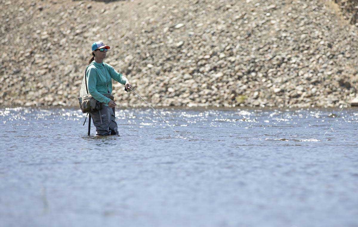 Brown Trout Montana