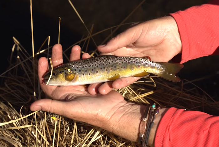 small stream brown trout