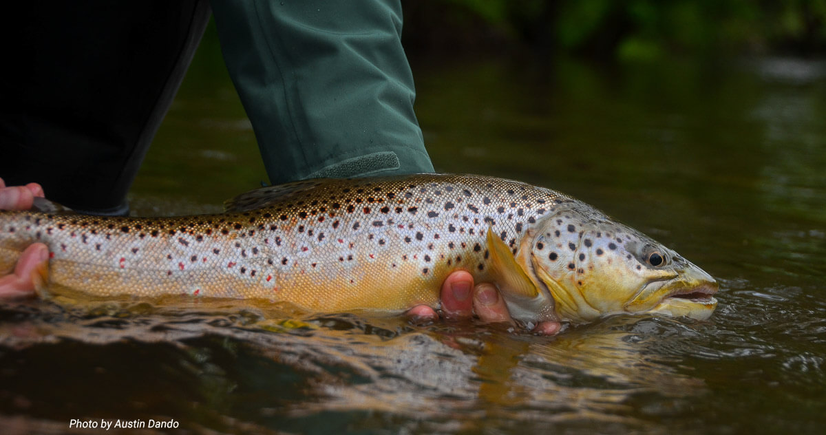 brown trout