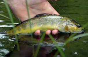 Father and Son Small Stream Dry Fly Fishing Adventure