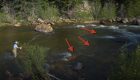 "How to Find Trout in Rivers & Streams"