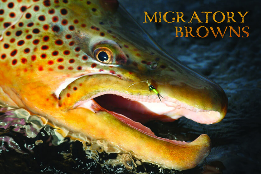 brown trout