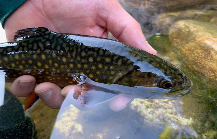 small water trout
