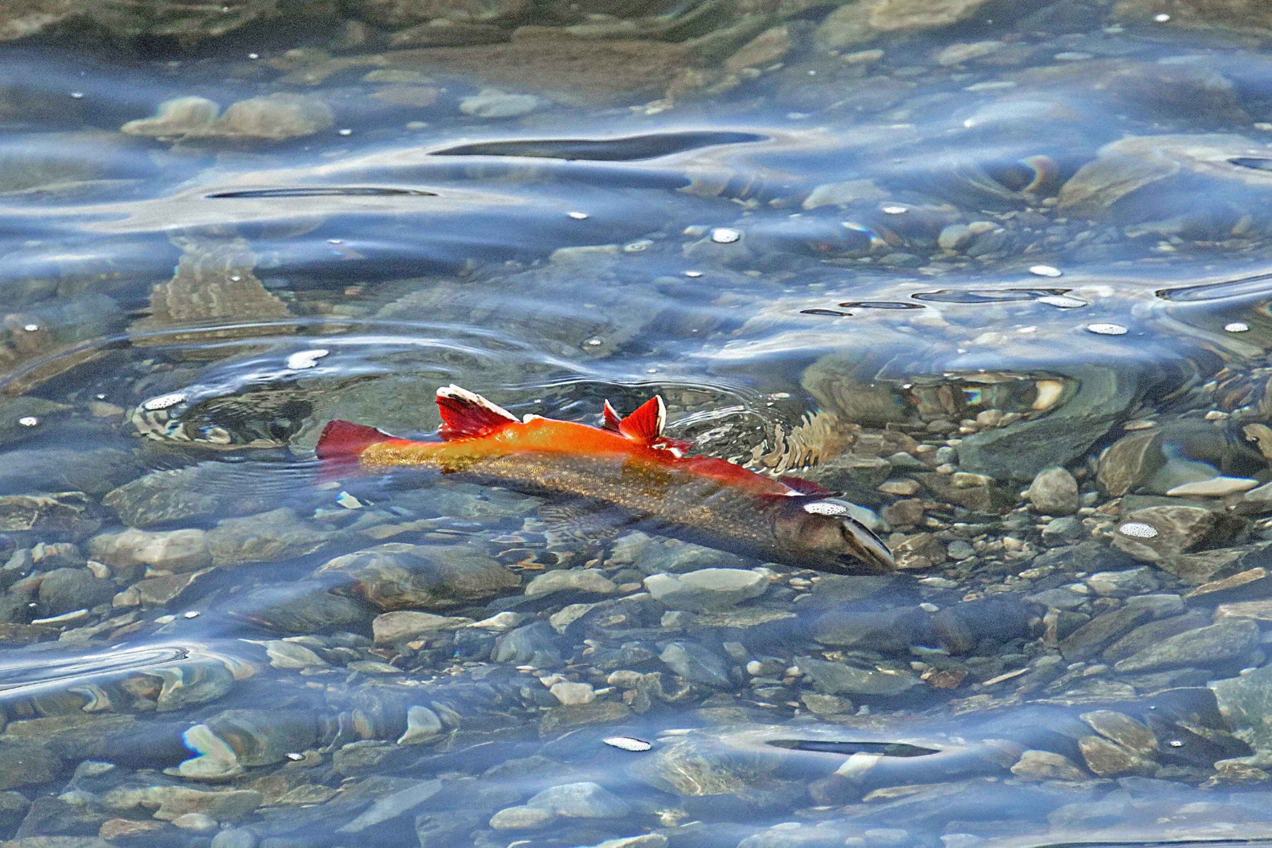 dying brook trout