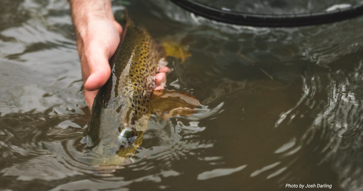 brown trout release