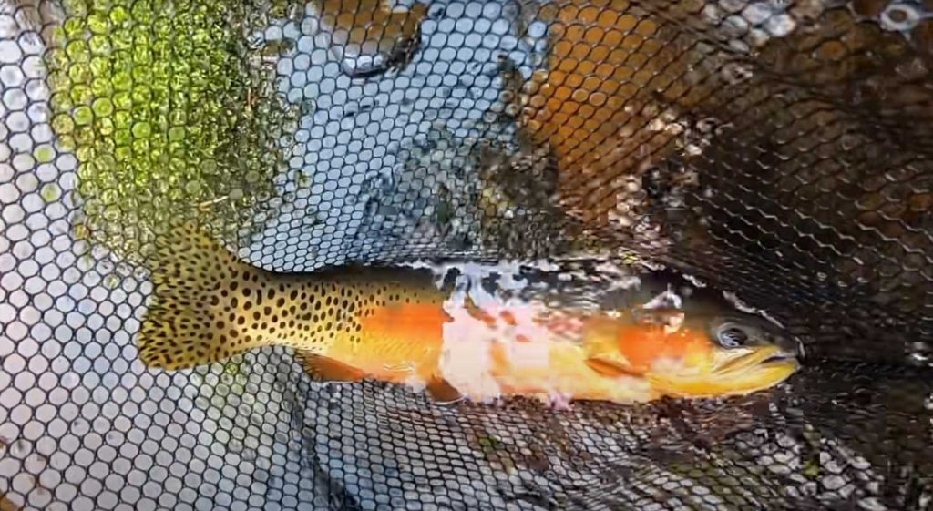 Fly Fishing Golden Trout