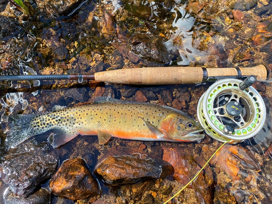 western native trout