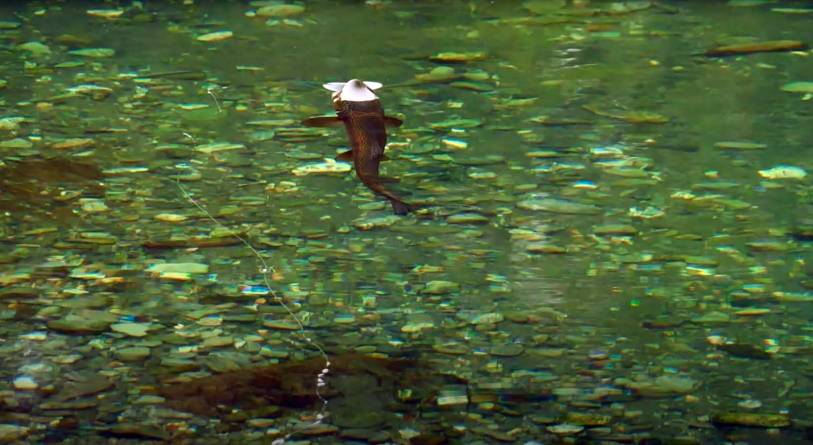 SPRING CREEK Fly Fishing for TROUT - TECHNIQUES FROM THE FILM by