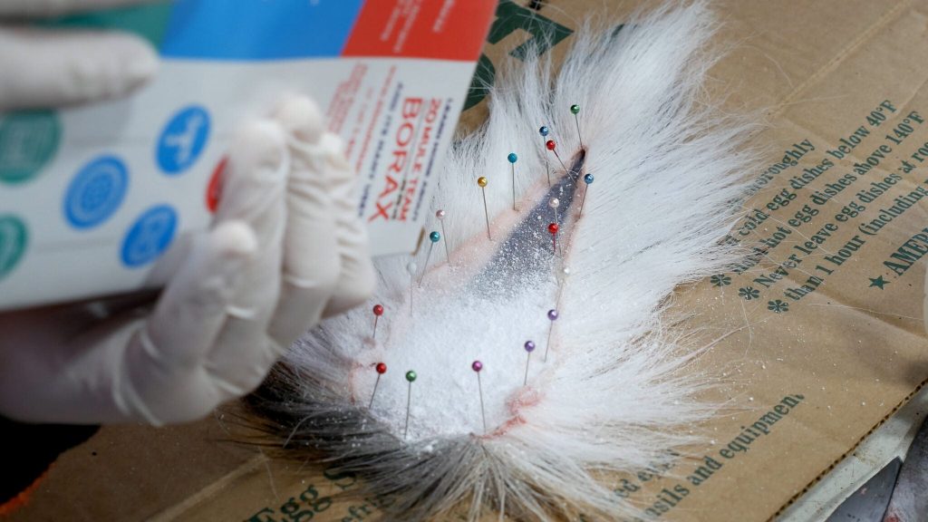 bucktail