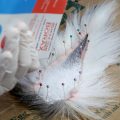 Skin and Tan Bucktails for Fly Tying