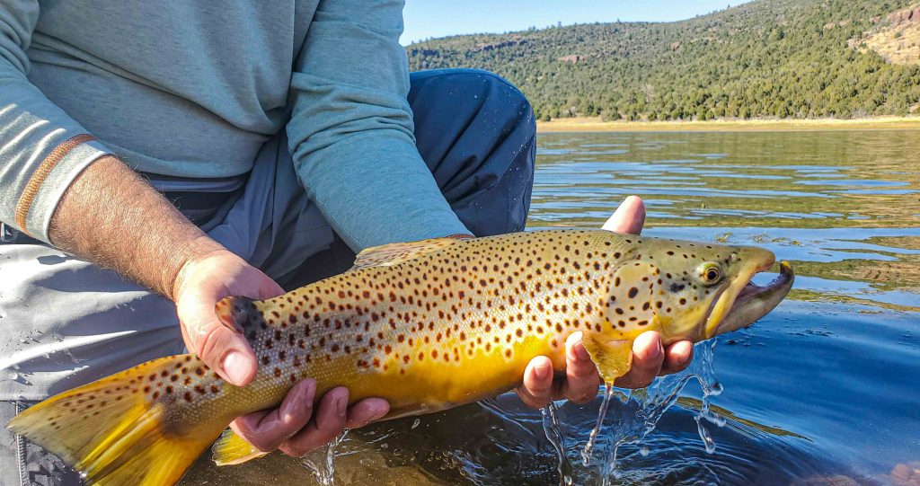 brown trout