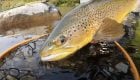 "Remote Fishing for Large Trout" (New Zealand)