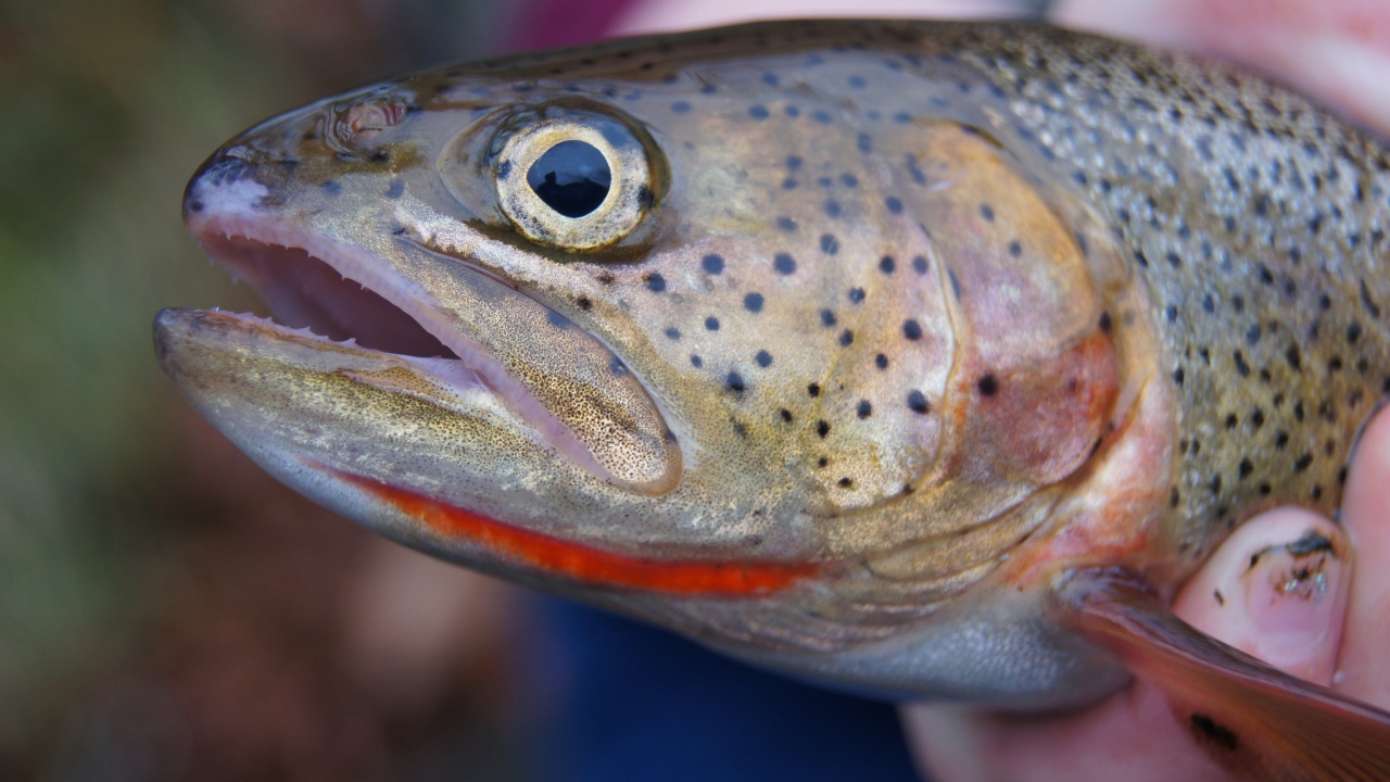 cutthroat trout