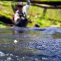 Video: A Journey Upstream