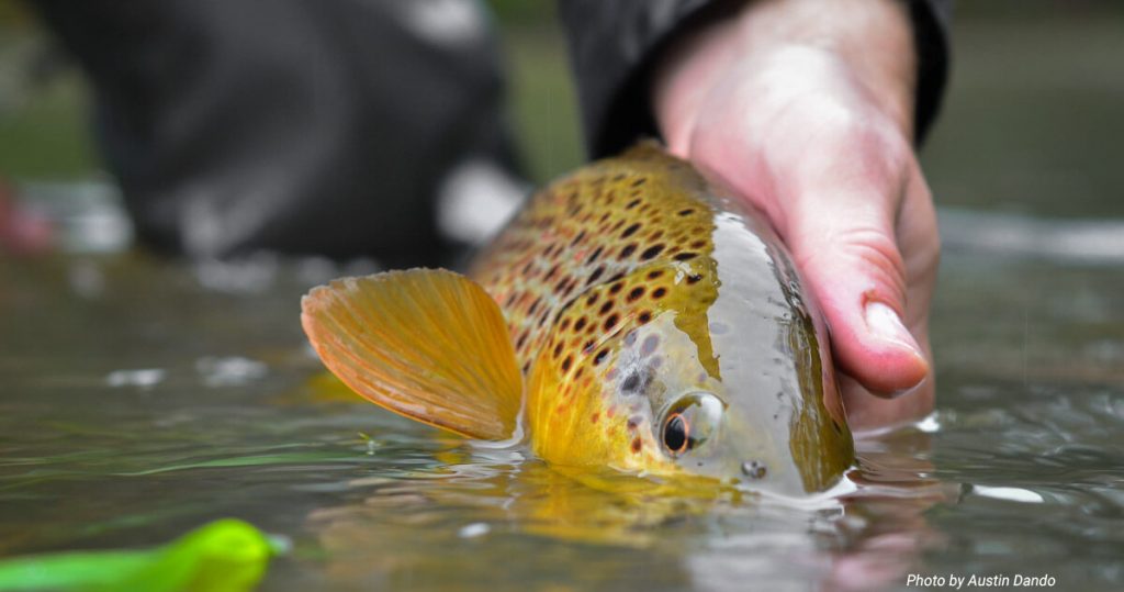 brown trout