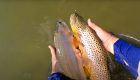 "Small Trout Stream Beetle Battle—Prospecting Foam Beetles in a Small Rainbow & Brown Trout Stream"