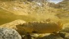 "Big Trip into Flooded River to Fish for Brown Trout [New Zealand]"