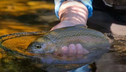"How To Catch and Release Fish — Safe Handling of Trout"