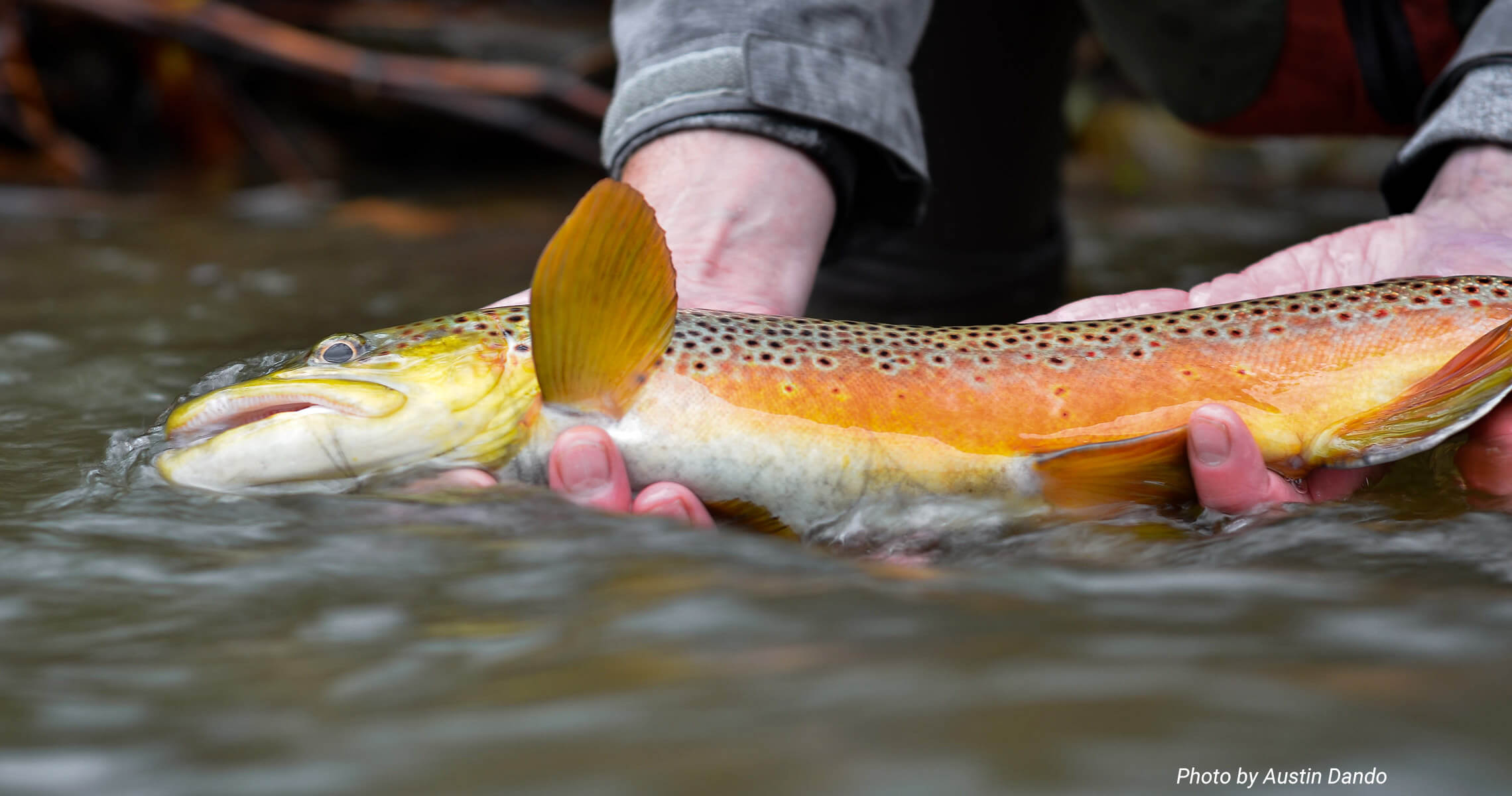 brown trout