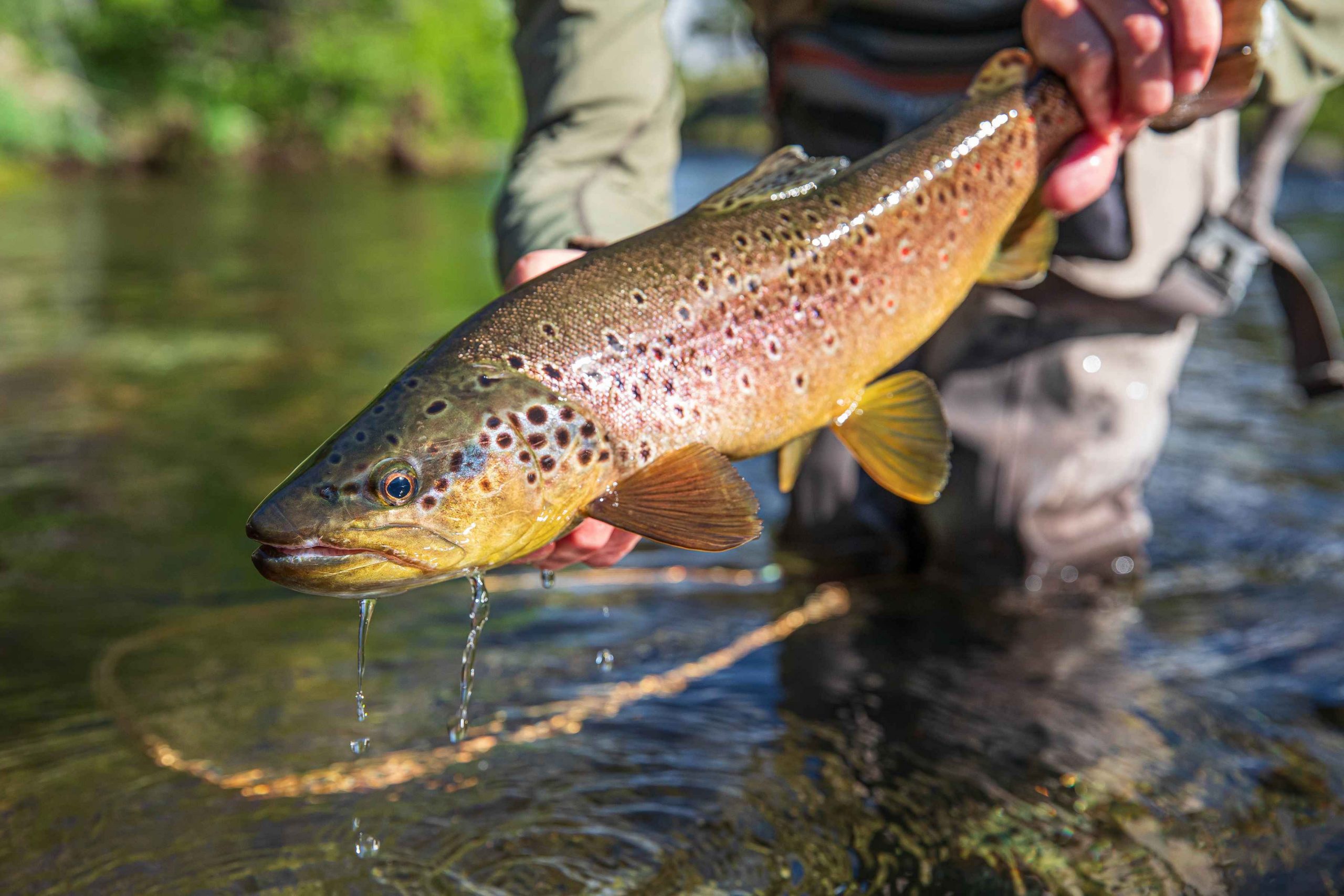 brown trout