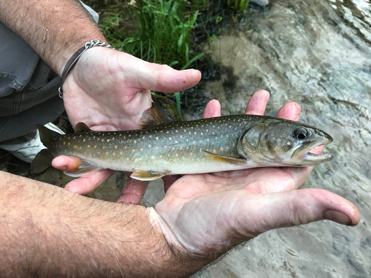 native trout