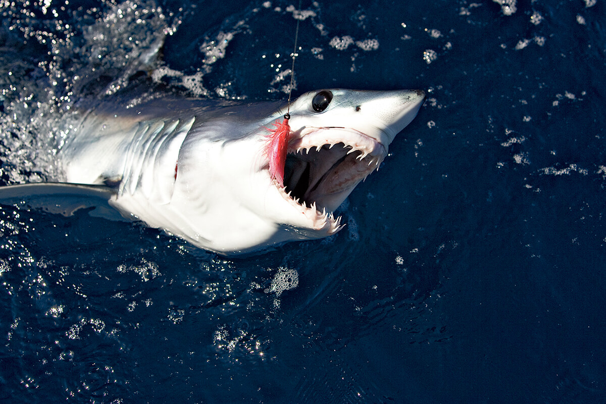 mako shark fishing