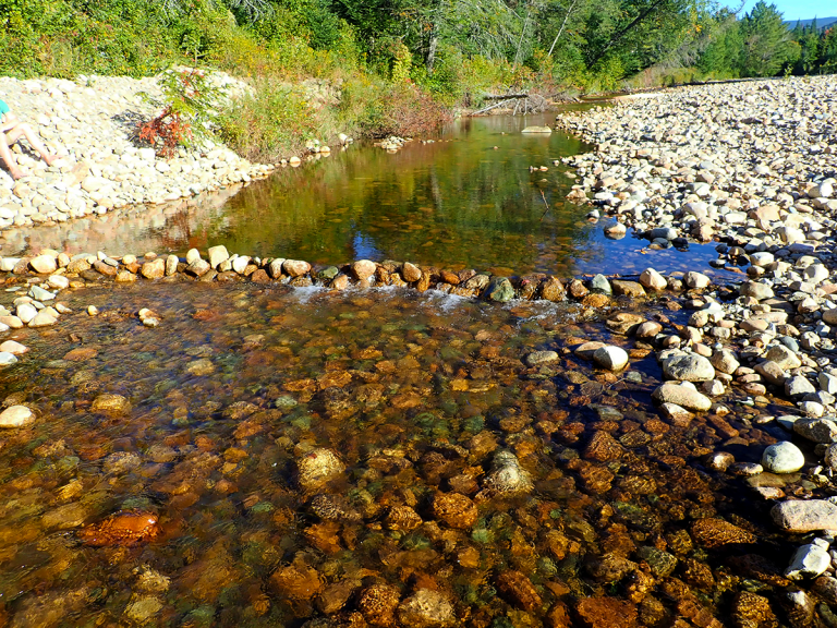 How HumanMade Rock Dams Can Impact Native Fish Populations MidCurrent