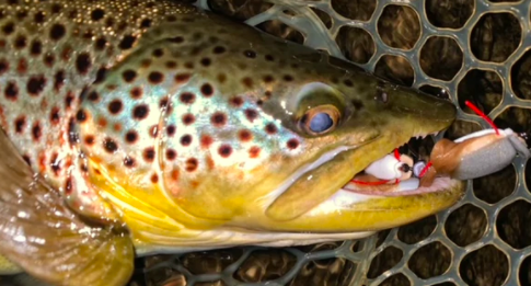 big brown trout