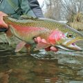 Fooling Selective Trout