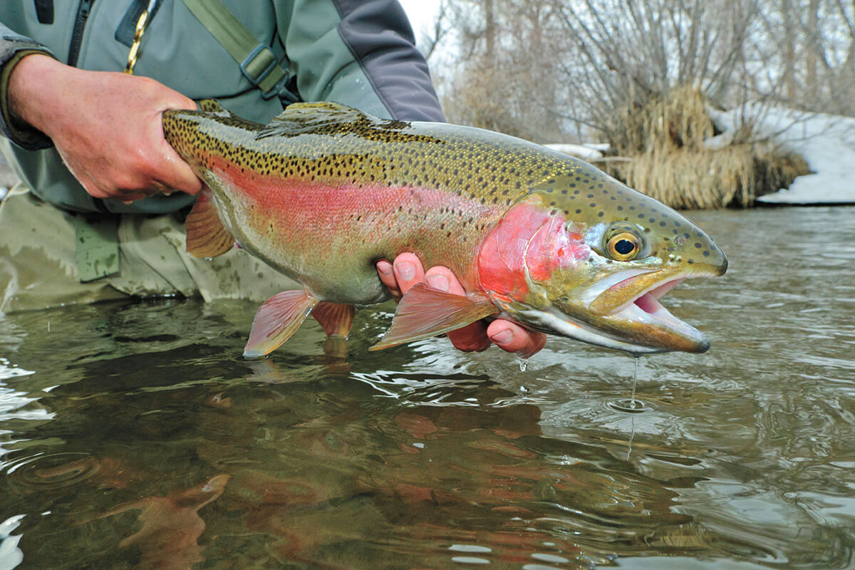 rainbow trout 