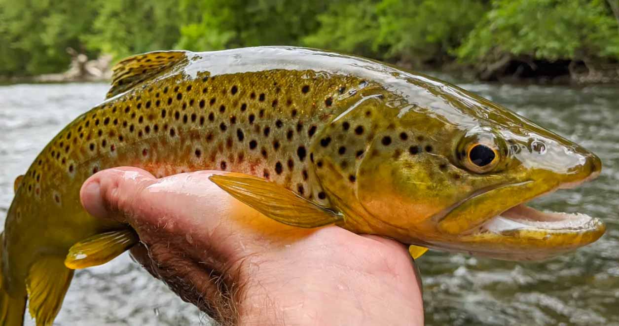 brown trout