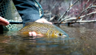"Epic Fly Fishing on a Small Stream for Big Trout"