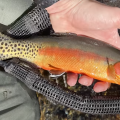 "These Are the Most Beautiful Fish I've Ever Caught (Tenkara Fly Fishing)"