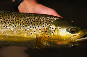 “Small Stream Tactics for Brown Trout – Locating and Fly Fishing Brown Trout in Tight Spots”